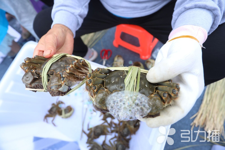 第一篓阳澄湖大闸蟹出水 半斤以上规格蟹占比提升