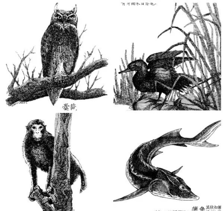 引力播