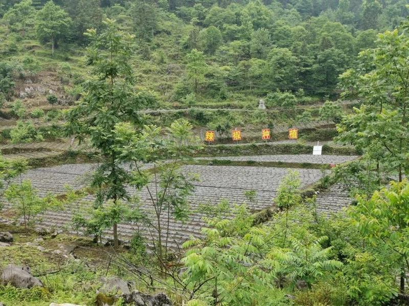 引力播